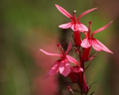 Tapeta Nature Flowers 502.jpg